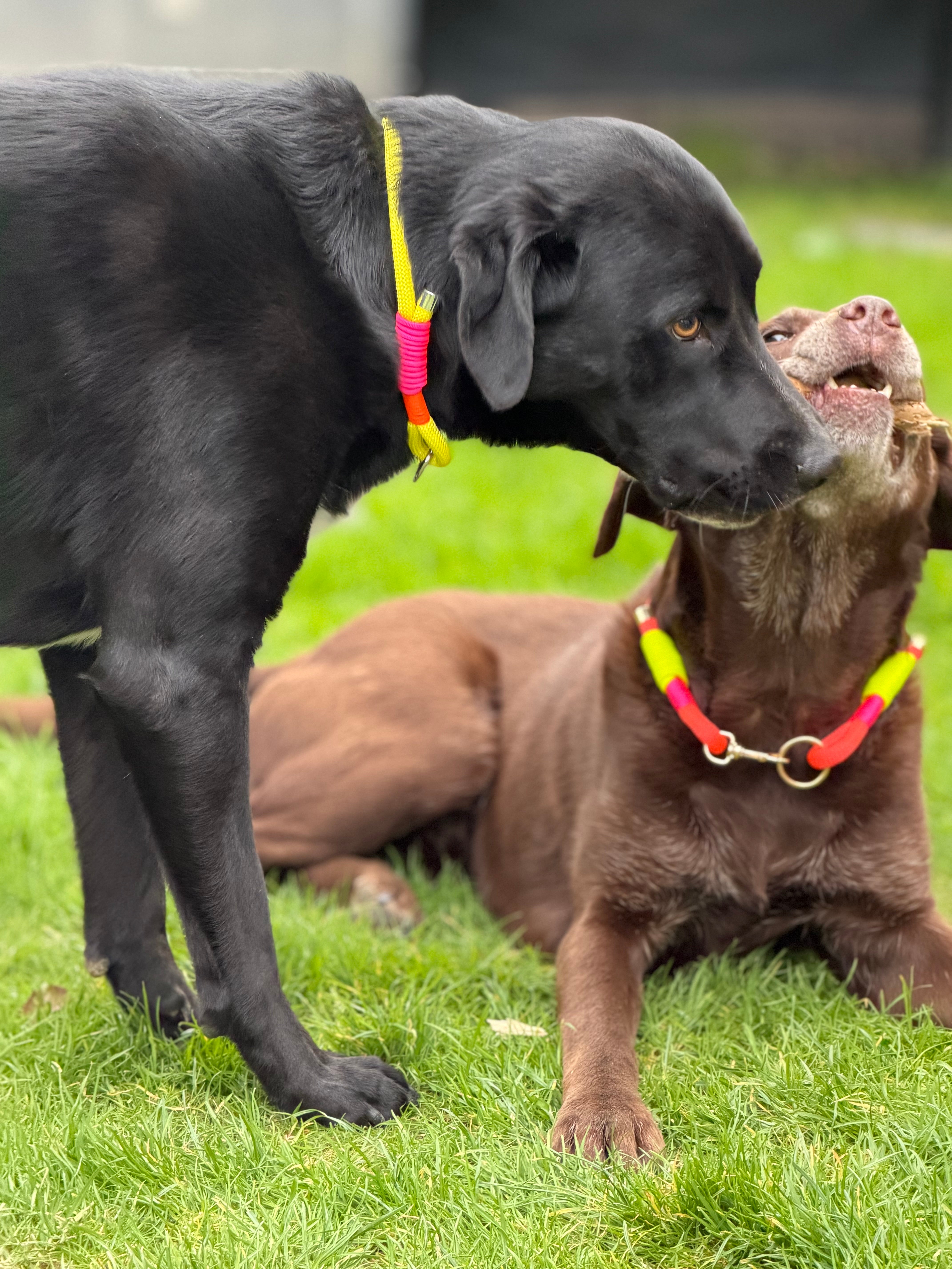Neon Hunde Halsband „Bäm“